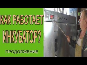 Как работает инкубатор. Инкубатор своими руками видео