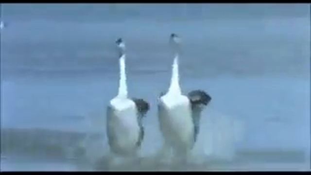 Прикол! Танцующие утки;) смотреть онлайн