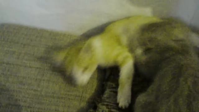Котёнок пьёт молоко у маленькой кошки смотреть онлайн