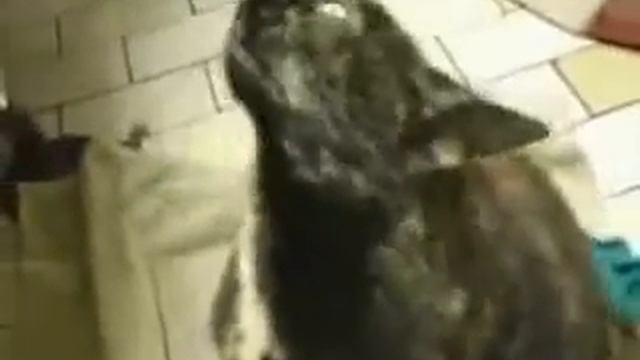 прикол коте вызывает дьявола. смотреть онлайн