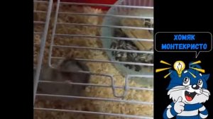 СМЕШНЫЕ ХОМЯКИ ПРИКОЛЫ ПРО ХОМЯКОВ    Смешное видео для детей и взрослых 2018