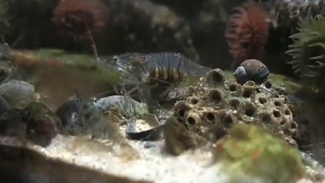 palaemon смотреть онлайн