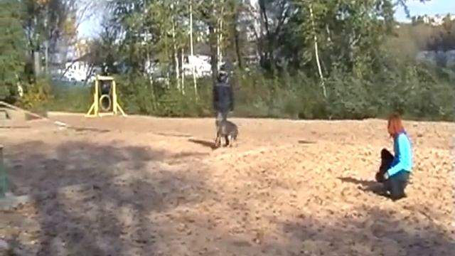 Мона. Рабочий класс. Немецкая овчарка. смотреть онлайн