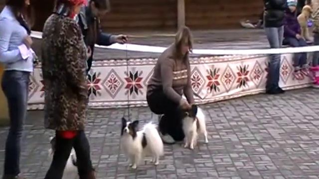 Выставка 27.09.2014 смотреть онлайн