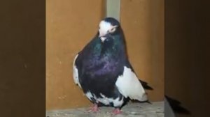 Курские голуби  Kursk pigeons