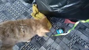 Кот говорит и кошка разговаривает, а так же котята! Есть приколы! Мило и красиво!