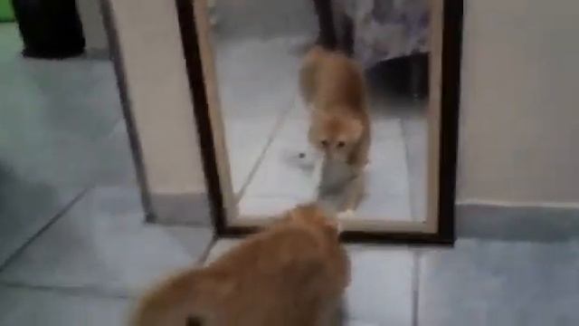 Кошка и зеркало! Прикол, ржака))) смотреть онлайн
