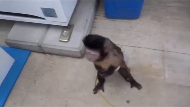 Приколы с животными: Обезьянка покупает сок в автомате (2021) смотреть онлайн