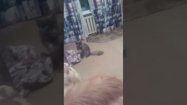 Прикол: как Мейн Кун Грюша "сдала" Бришу или кто уронил халат!) смотреть онлайн