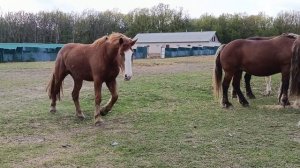 лошади снова сбежали,заманил овсом