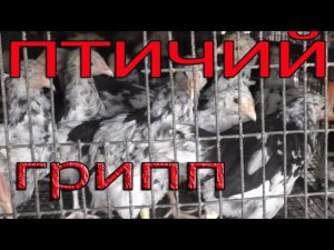 Прививка от птичьего гриппа | Вакцинация птицы