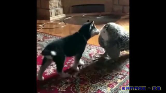 Приколы с животными № 5. Нарезка смешных гифок и видосов. смотреть онлайн