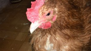 Болезни птиц Что делать если курица заболела