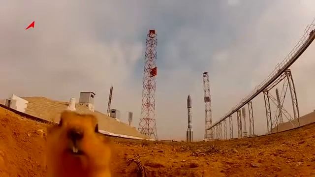 Смешные и прикольные животные! смотреть онлайн