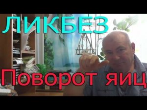 Поворот яиц в инкубаторе | Как хранить яйца для инкубатора?