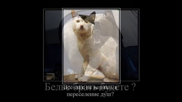 Прикольные демотиваторы с котэ и др.!!! смотреть онлайн