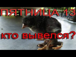 Пятница 13 | Кто вывелся из двух-желткового яйца?