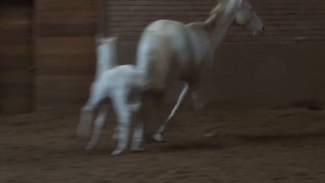 Продажа ахалтекинских лошадей.Sales of Akhal-Teke horses http://akhaltekellc.com смотреть онлайн