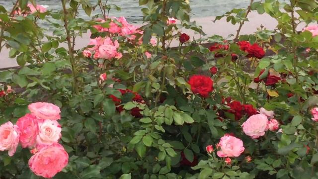 Москва. ВДНХ. Необыкновенной красоты фонтан «Каменный Цветок» Fountain «Stone Flower». смотреть онлайн