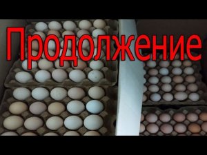Отправка инкубационного ЯЙЦА. Продолжение