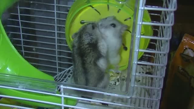 Жёсткая драка хомяков смотреть онлайн