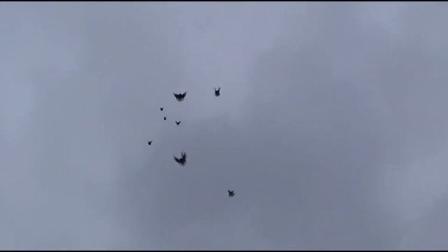 Николаевские голуби Кирильченко Виталий.Мариуполь-Украина. смотреть онлайн