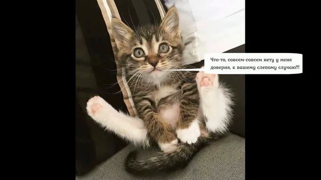 Смешные видео над котами 2019 - Смешные кошки МатроскинТВ смотреть онлайн