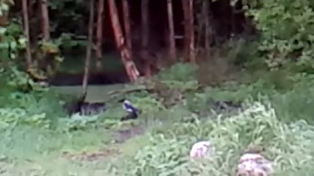 Собаки и вороны ч. 5 2017 06 09 19 56 16 смотреть онлайн