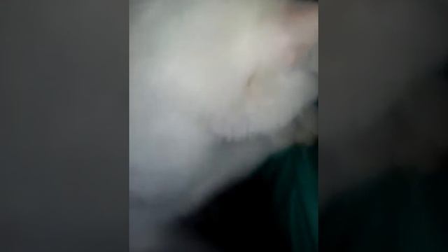 кот делает массаж \ ржунемагу \ раб \ смешное видео \ смотреть онлайн