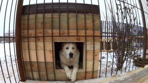 Утепленная будка для Алабая