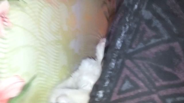 Кот пытается заснуть на кровате..Прикольное видео-sleeping cat on the bed video смотреть онлайн