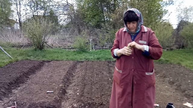 Сеем свеклу и морковь, сажаем лук. 29 апреля 2023 года смотреть онлайн