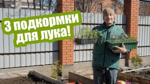 Главные подкормки лука от посева до сбора урожая!