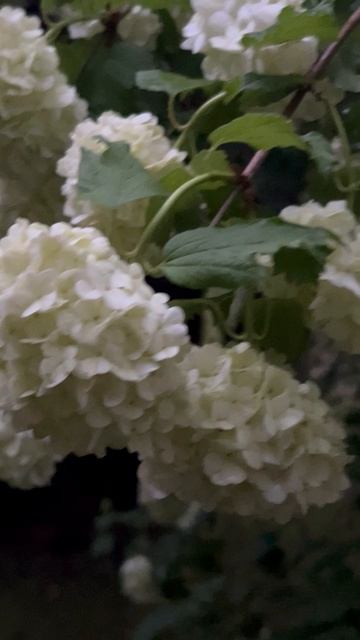 НЕВЕСТА АПРЕЛЯ смотреть онлайн