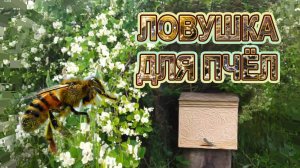 Ловушка для пчёл, изготовление установка