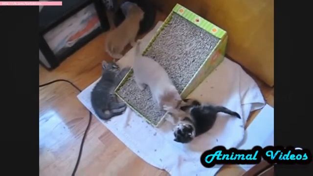 Приколы с животными №130 Кошки катаются с горки 2 Смешные животные Animal videos смотреть онлайн
