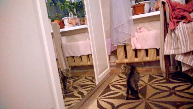 Кот увидел себя в зеркало !!! Котик жарит :))) смотреть онлайн