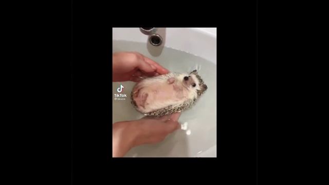 Приколы + знаки заадиаки.🦋 смотреть онлайн