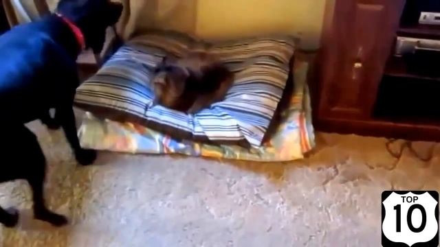 ПРИКОЛЫ кошки главные в доме)) смотреть онлайн