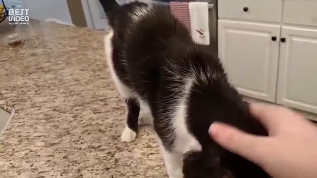 самые приколы про котов, смотреть онлайн