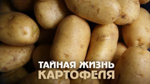 Картофель: Удивительные факты, о которых вы не знали