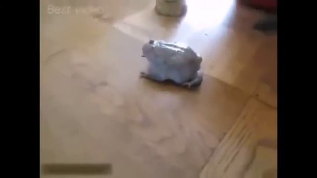 Приколы Выпуск №100 Приколы 2015 смешные приколы новые приколы приколи приколы про приколы с смотреть онлайн