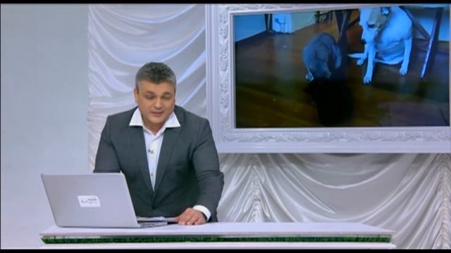 Рыжий Кот катается "зайцем" в автобусе. Зверские новости Xayc.TV №14 смотреть онлайн