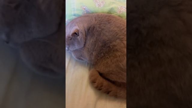 Думала полежать, а место занято... 🤔#happy #short смотреть онлайн