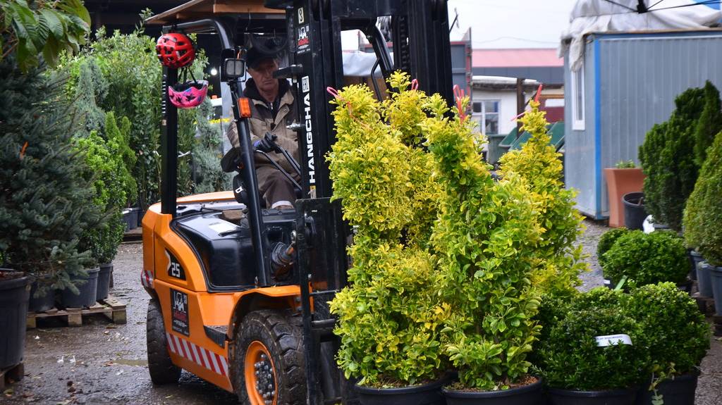 Пополнение ассортимента уличных растений