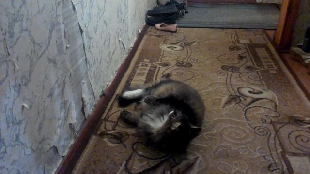 Смешной котяра Тиша просит прощения!!! смотреть онлайн