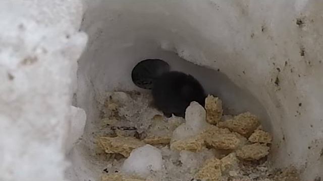 мышка кушает смотреть онлайн