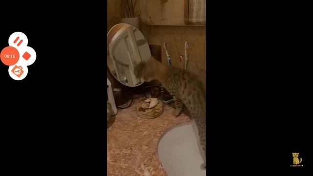 Кошки Прикольные Выпуск 6 смотреть онлайн