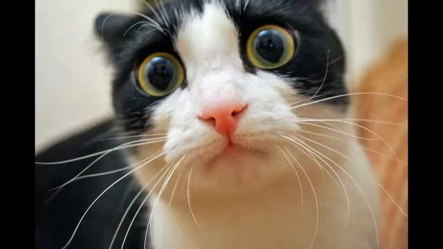 Приколы про кошек с озвучкой смотреть онлайн