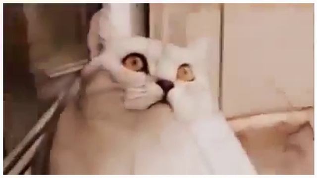 Сломанные коты Смешное видео смотреть онлайн